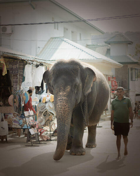 Pinnawala Elephant Orphanage - Elepath Lodge Pinnawala Sri Lanka